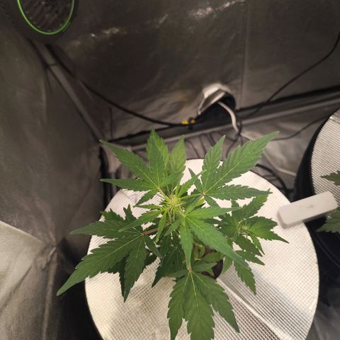 Lemon Haze Auto growlog timeline photo