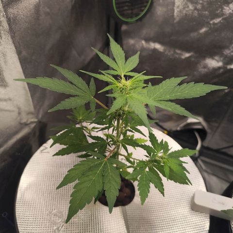 Lemon Haze Auto growlog timeline photo