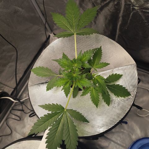 Lemon Haze Auto growlog timeline photo