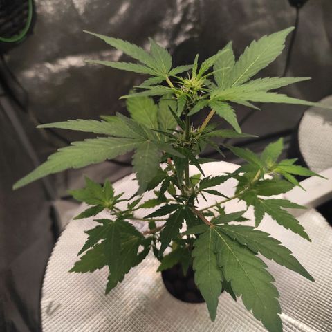 Lemon Haze Auto growlog timeline photo