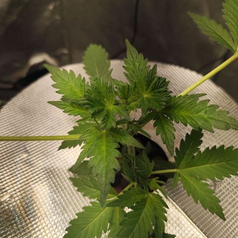 Lemon Haze Auto growlog timeline photo