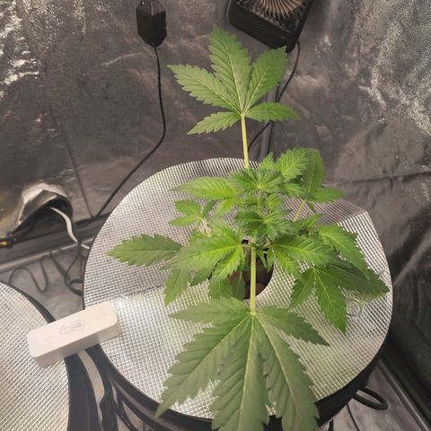 Lemon Haze Auto growlog timeline photo