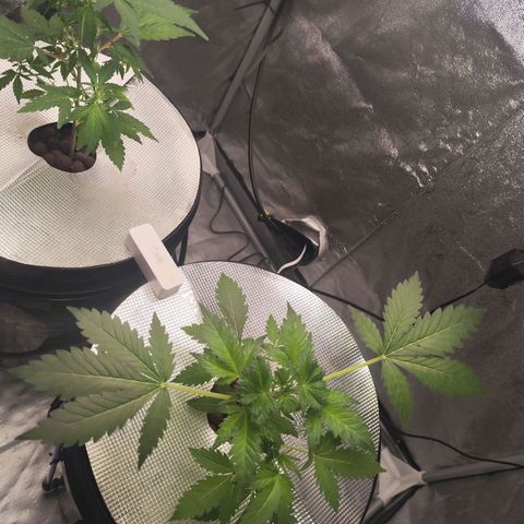 Lemon Haze Auto growlog timeline photo