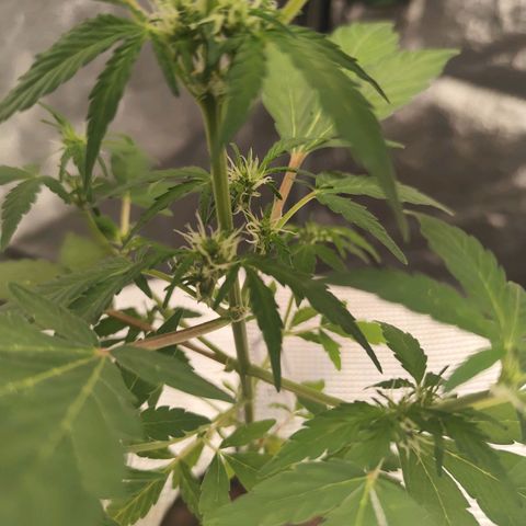 Lemon Haze Auto growlog timeline photo