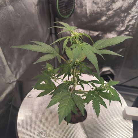 Lemon Haze Auto growlog timeline photo