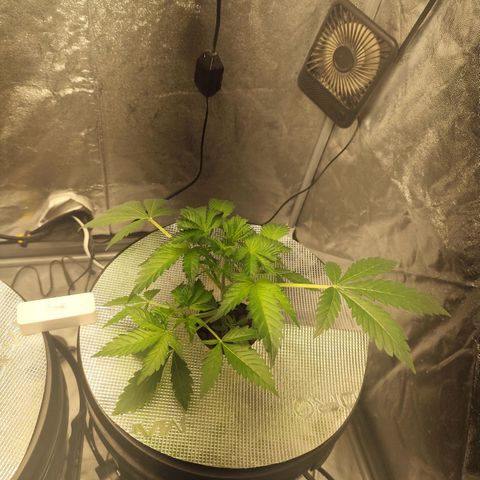Lemon Haze Auto growlog timeline photo