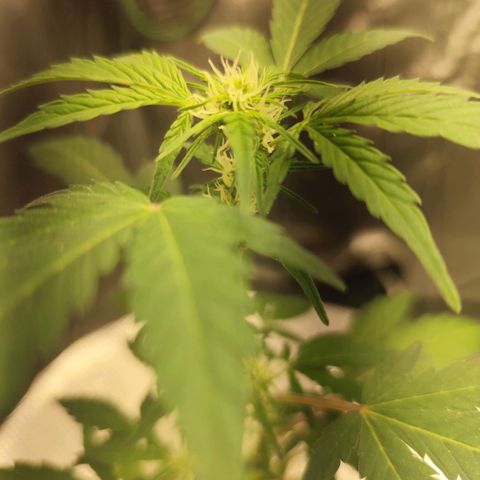Lemon Haze Auto growlog timeline photo
