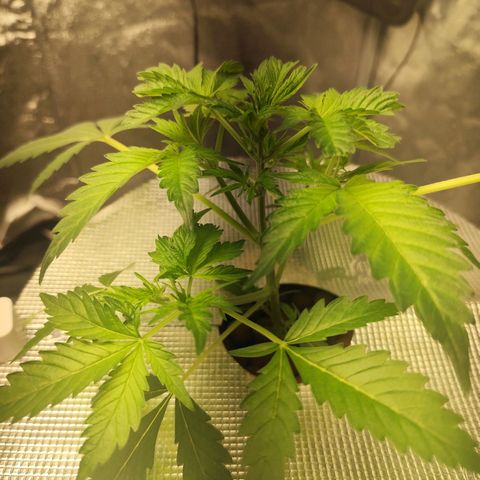 Lemon Haze Auto growlog timeline photo
