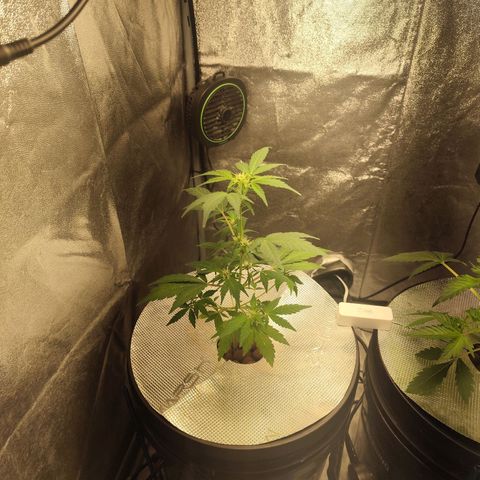 Lemon Haze Auto growlog timeline photo