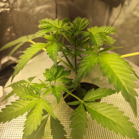 Lemon Haze Auto growlog timeline photo