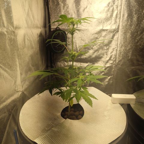 Lemon Haze Auto growlog timeline photo