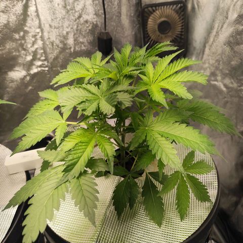 Lemon Haze Auto growlog timeline photo
