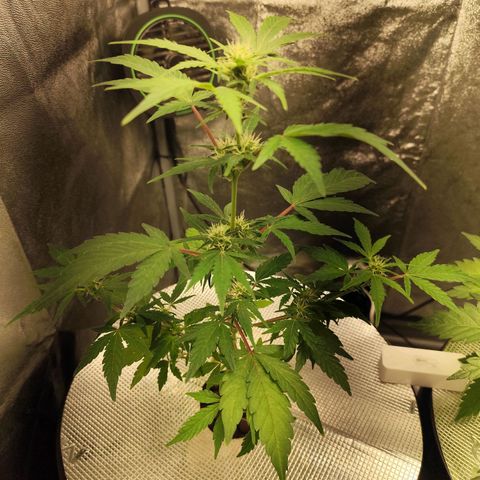 Lemon Haze Auto growlog timeline photo