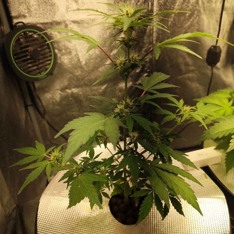 Lemon Haze Auto growlog timeline photo