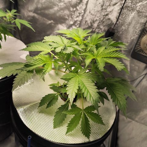 Lemon Haze Auto growlog timeline photo