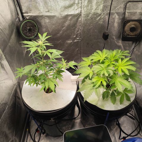 Lemon Haze Auto growlog timeline photo