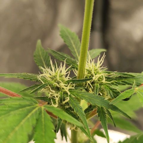 Lemon Haze Auto growlog timeline photo