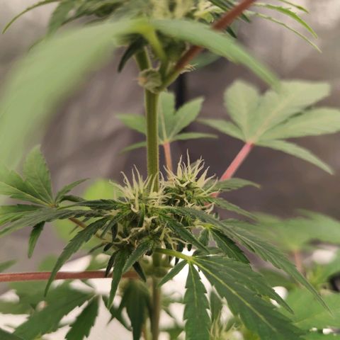 Lemon Haze Auto growlog timeline photo