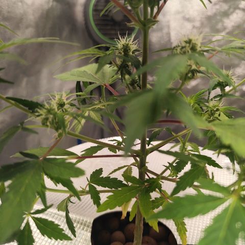 Lemon Haze Auto growlog timeline photo