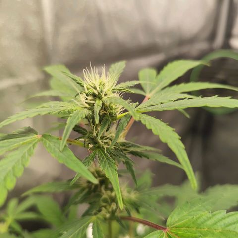 Lemon Haze Auto growlog timeline photo