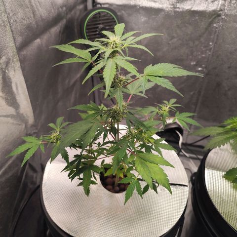 Lemon Haze Auto growlog timeline photo
