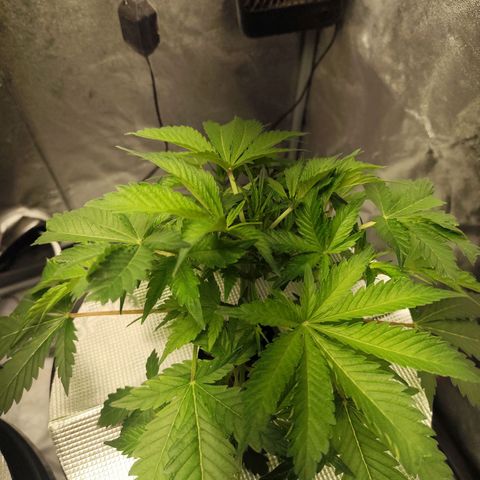 Lemon Haze Auto growlog timeline photo