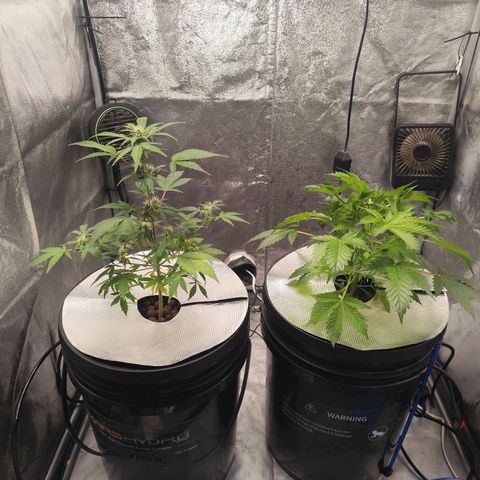 Lemon Haze Auto growlog timeline photo
