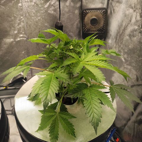 Lemon Haze Auto growlog timeline photo