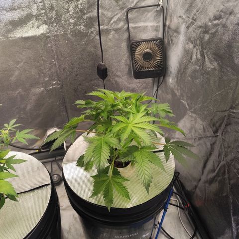 Lemon Haze Auto growlog timeline photo