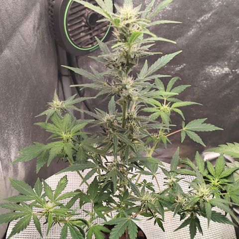 Lemon Haze Auto growlog timeline photo