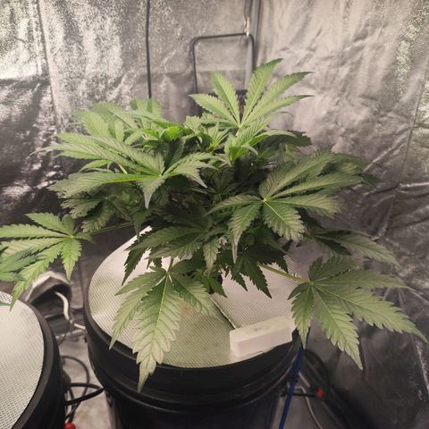 Lemon Haze Auto growlog timeline photo