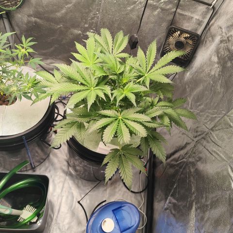 Lemon Haze Auto growlog timeline photo