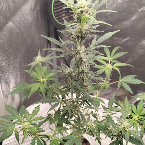 Lemon Haze Auto growlog timeline photo