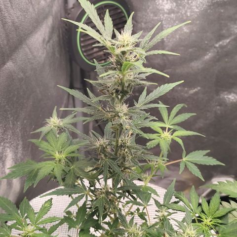 Lemon Haze Auto growlog timeline photo