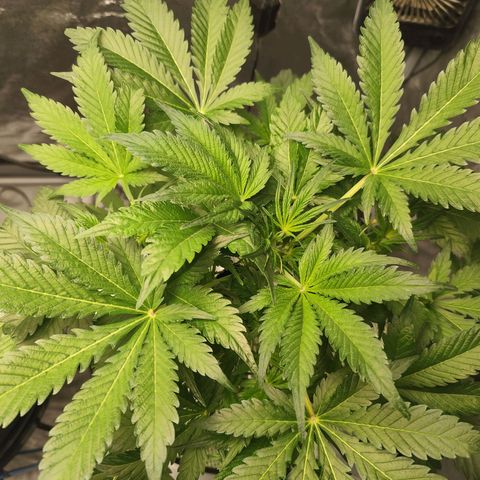 Lemon Haze Auto growlog timeline photo