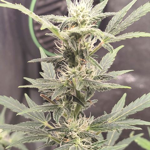 Lemon Haze Auto growlog timeline photo
