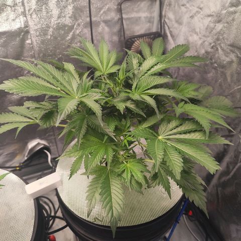 Lemon Haze Auto growlog timeline photo