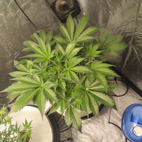 Lemon Haze Auto growlog timeline photo