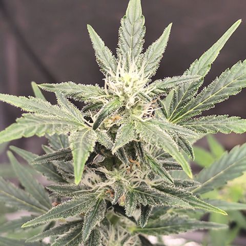 Lemon Haze Auto growlog timeline photo