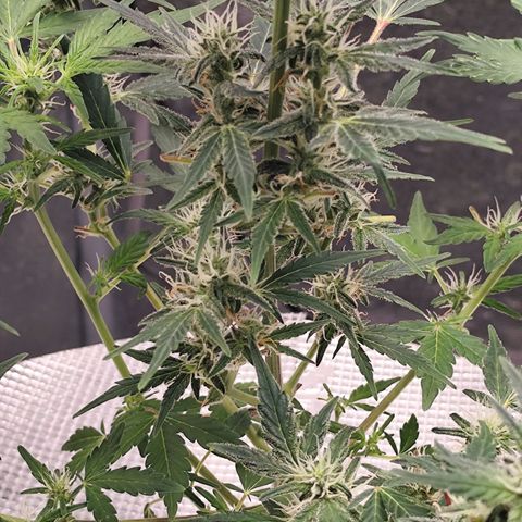 Lemon Haze Auto growlog timeline photo