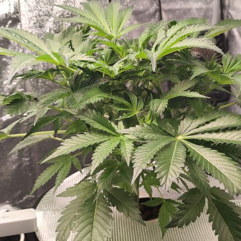 Lemon Haze Auto growlog timeline photo