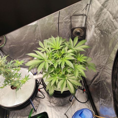 Lemon Haze Auto growlog timeline photo