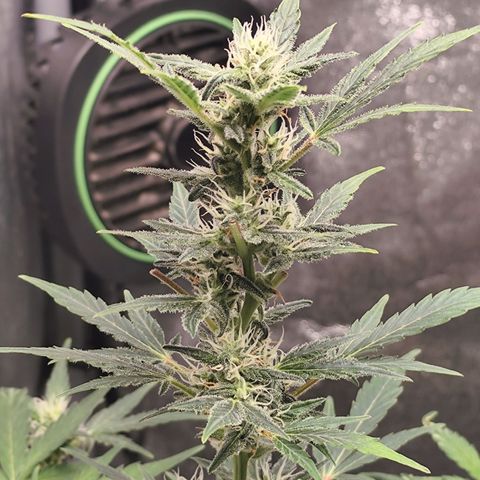 Lemon Haze Auto growlog timeline photo