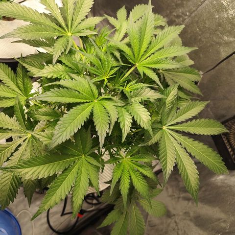 Lemon Haze Auto growlog timeline photo