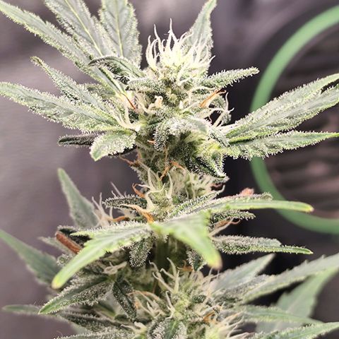 Lemon Haze Auto growlog timeline photo