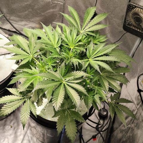Lemon Haze Auto growlog timeline photo