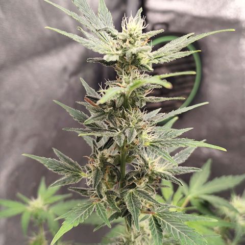 Lemon Haze Auto growlog timeline photo