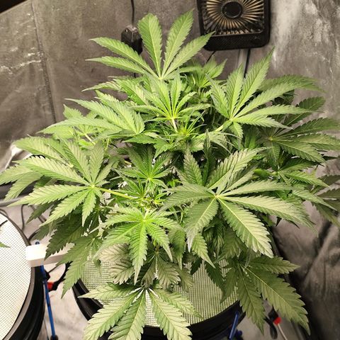 Lemon Haze Auto growlog timeline photo