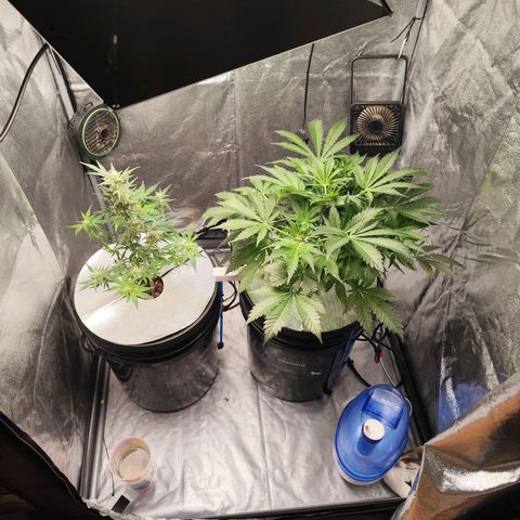 Lemon Haze Auto growlog timeline photo