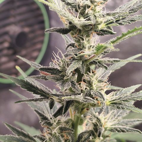 Lemon Haze Auto growlog timeline photo